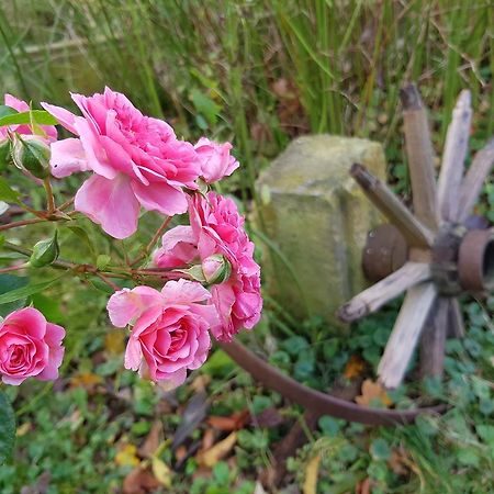 Pension Alte Schmiede Zabeltitz Esterno foto