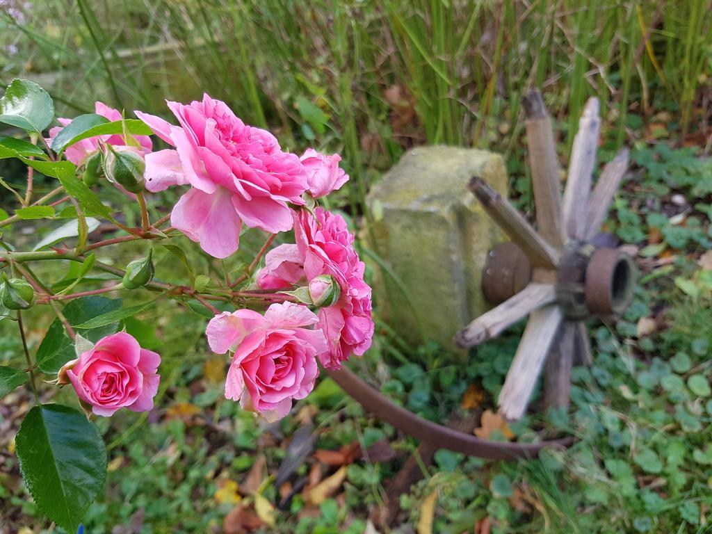 Pension Alte Schmiede Zabeltitz Esterno foto